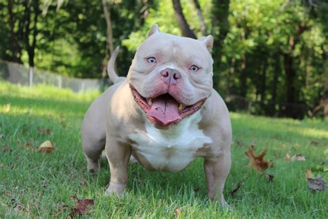 micro bully puppy for sale|exotic micro bully puppies.